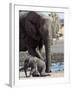 African Elephant Female Helping Baby (Loxodonta Africana) Etosha National Park, Namibia-Tony Heald-Framed Photographic Print