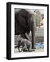 African Elephant Female Helping Baby (Loxodonta Africana) Etosha National Park, Namibia-Tony Heald-Framed Photographic Print