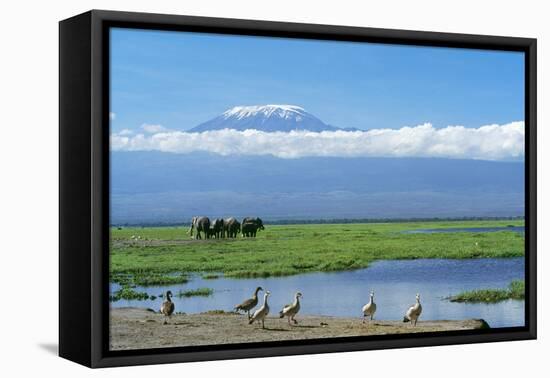 African Elephant Females and Calves, Kilimanjaro-null-Framed Stretched Canvas