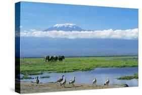 African Elephant Females and Calves, Kilimanjaro-null-Stretched Canvas