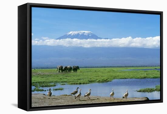 African Elephant Females and Calves, Kilimanjaro-null-Framed Stretched Canvas