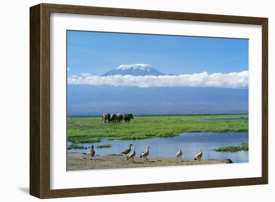 African Elephant Females and Calves, Kilimanjaro-null-Framed Photographic Print