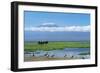 African Elephant Females and Calves, Kilimanjaro-null-Framed Photographic Print