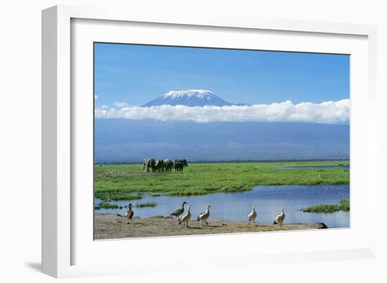 African Elephant Females and Calves, Kilimanjaro-null-Framed Photographic Print