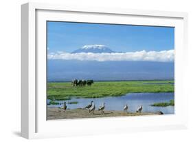 African Elephant Females and Calves, Kilimanjaro-null-Framed Photographic Print