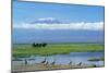 African Elephant Females and Calves, Kilimanjaro-null-Mounted Photographic Print