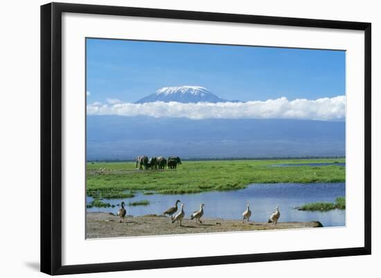 African Elephant Females and Calves, Kilimanjaro-null-Framed Photographic Print