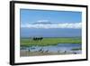 African Elephant Females and Calves, Kilimanjaro-null-Framed Photographic Print