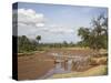 African Elephant Going to the Uaso Nyro River, Samburu National Reserve, Kenya, East Africa, Africa-James Hager-Stretched Canvas