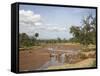 African Elephant Going to the Uaso Nyro River, Samburu National Reserve, Kenya, East Africa, Africa-James Hager-Framed Stretched Canvas