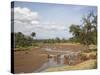 African Elephant Going to the Uaso Nyro River, Samburu National Reserve, Kenya, East Africa, Africa-James Hager-Stretched Canvas