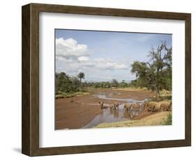 African Elephant Going to the Uaso Nyro River, Samburu National Reserve, Kenya, East Africa, Africa-James Hager-Framed Photographic Print