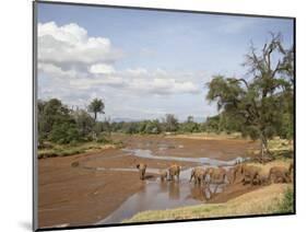 African Elephant Going to the Uaso Nyro River, Samburu National Reserve, Kenya, East Africa, Africa-James Hager-Mounted Photographic Print