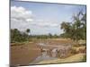 African Elephant Going to the Uaso Nyro River, Samburu National Reserve, Kenya, East Africa, Africa-James Hager-Mounted Photographic Print