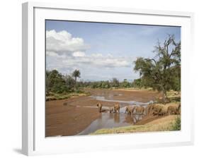 African Elephant Going to the Uaso Nyro River, Samburu National Reserve, Kenya, East Africa, Africa-James Hager-Framed Photographic Print