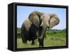 African Elephant Grazing, Chobe National Park Botswana-Tony Heald-Framed Stretched Canvas