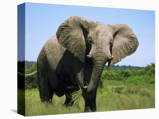 African Elephant Grazing, Chobe National Park Botswana-Tony Heald-Stretched Canvas