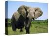 African Elephant Grazing, Chobe National Park Botswana-Tony Heald-Stretched Canvas