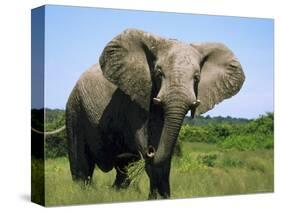 African Elephant Grazing, Chobe National Park Botswana-Tony Heald-Stretched Canvas