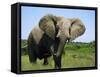 African Elephant Grazing, Chobe National Park Botswana-Tony Heald-Framed Stretched Canvas