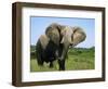 African Elephant Grazing, Chobe National Park Botswana-Tony Heald-Framed Premium Photographic Print