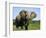 African Elephant Grazing, Chobe National Park Botswana-Tony Heald-Framed Premium Photographic Print