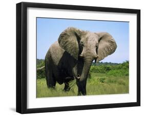 African Elephant Grazing, Chobe National Park Botswana-Tony Heald-Framed Photographic Print