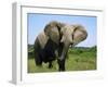 African Elephant Grazing, Chobe National Park Botswana-Tony Heald-Framed Photographic Print