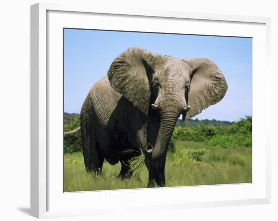 African Elephant Grazing, Chobe National Park Botswana-Tony Heald-Framed Photographic Print