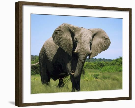 African Elephant Grazing, Chobe National Park Botswana-Tony Heald-Framed Photographic Print