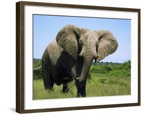 African Elephant Grazing, Chobe National Park Botswana-Tony Heald-Framed Photographic Print