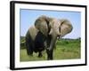 African Elephant Grazing, Chobe National Park Botswana-Tony Heald-Framed Photographic Print