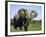 African Elephant Grazing, Chobe National Park Botswana-Tony Heald-Framed Photographic Print