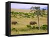 African Elephant Grazing in the Fields, Maasai Mara, Kenya-Joe Restuccia III-Framed Stretched Canvas