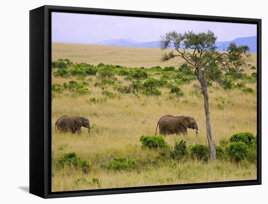 African Elephant Grazing in the Fields, Maasai Mara, Kenya-Joe Restuccia III-Framed Stretched Canvas