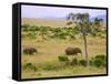 African Elephant Grazing in the Fields, Maasai Mara, Kenya-Joe Restuccia III-Framed Stretched Canvas