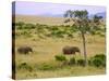 African Elephant Grazing in the Fields, Maasai Mara, Kenya-Joe Restuccia III-Stretched Canvas