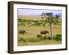 African Elephant Grazing in the Fields, Maasai Mara, Kenya-Joe Restuccia III-Framed Photographic Print