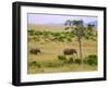 African Elephant Grazing in the Fields, Maasai Mara, Kenya-Joe Restuccia III-Framed Photographic Print