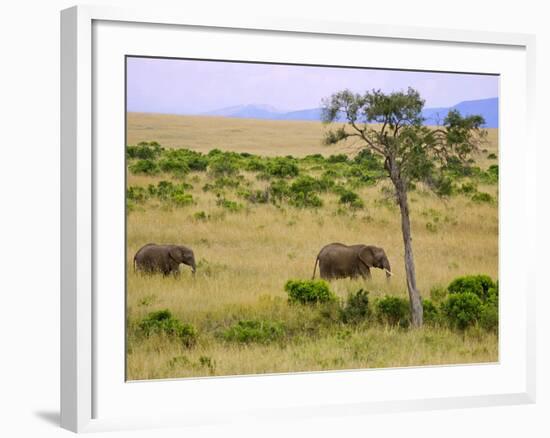 African Elephant Grazing in the Fields, Maasai Mara, Kenya-Joe Restuccia III-Framed Photographic Print