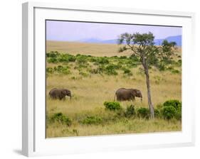 African Elephant Grazing in the Fields, Maasai Mara, Kenya-Joe Restuccia III-Framed Photographic Print