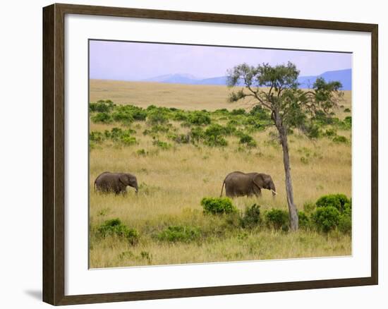 African Elephant Grazing in the Fields, Maasai Mara, Kenya-Joe Restuccia III-Framed Photographic Print