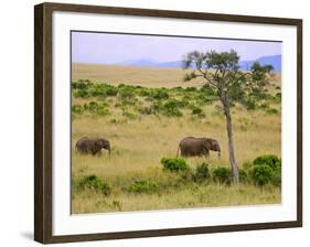 African Elephant Grazing in the Fields, Maasai Mara, Kenya-Joe Restuccia III-Framed Photographic Print