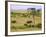 African Elephant Grazing in the Fields, Maasai Mara, Kenya-Joe Restuccia III-Framed Photographic Print