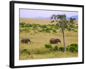 African Elephant Grazing in the Fields, Maasai Mara, Kenya-Joe Restuccia III-Framed Photographic Print