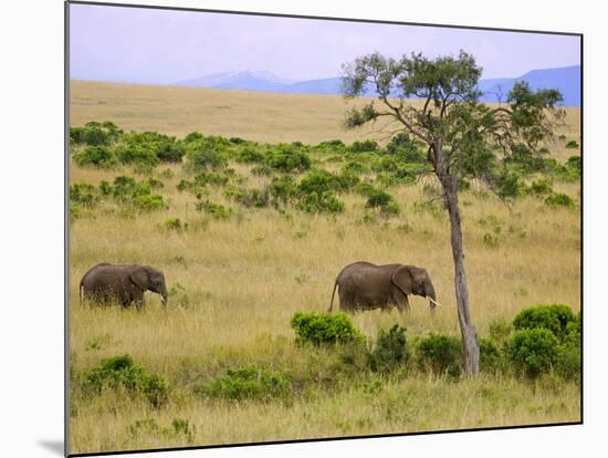 African Elephant Grazing in the Fields, Maasai Mara, Kenya-Joe Restuccia III-Mounted Photographic Print