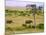 African Elephant Grazing in the Fields, Maasai Mara, Kenya-Joe Restuccia III-Mounted Photographic Print