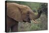 African Elephant Grazing on Tree-DLILLC-Stretched Canvas