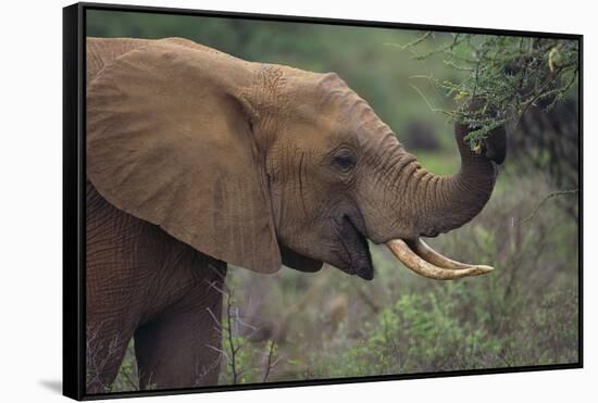 African Elephant Grazing on Tree-DLILLC-Framed Stretched Canvas