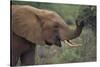 African Elephant Grazing on Tree-DLILLC-Stretched Canvas